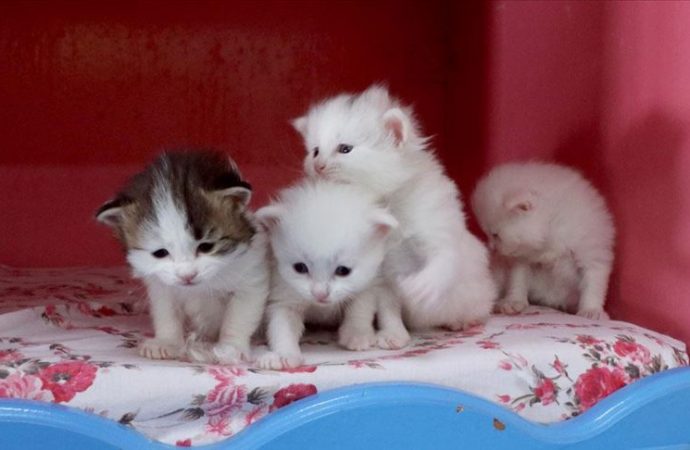 Van kedileri 2020’nin ilk yavrularını dünyaya getirdi