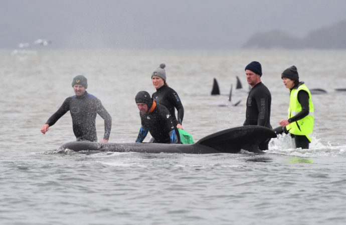 Avustralya’da balinaları kurtarmak için zamana karşı yarış