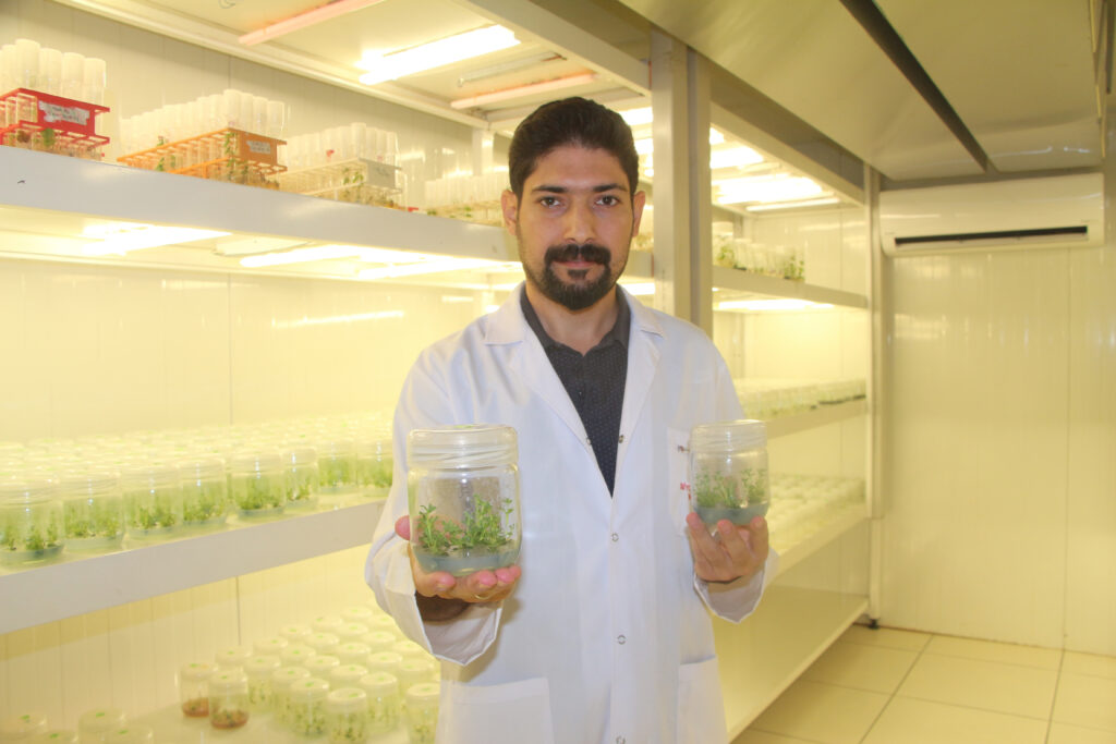 Laboratuvar ortamında, hastalık ve kuraklık gibi zorlu koşullara dayanıklı bitkiler klonlanmaktadır.