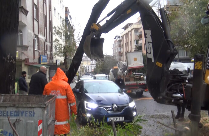 Avcılar ilçesinde bir ağaç, otomobilin üzerine devrildi.