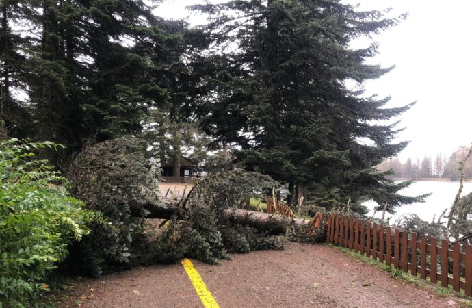 Bolu ilinde şiddetli rüzgar etkili oldu ve tabiat parkındaki ağaçlar devrildi.