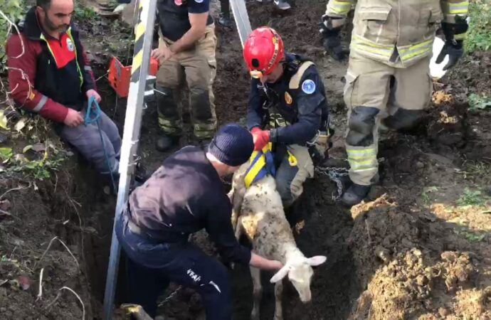 15 metre derinliğindeki kuyuya düşen bir koyun, tam 4 gün sonra nihayet kurtarıldı.