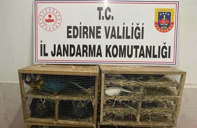 Edirne’de, bir kamyonette 124 kuş ele geçirildi.