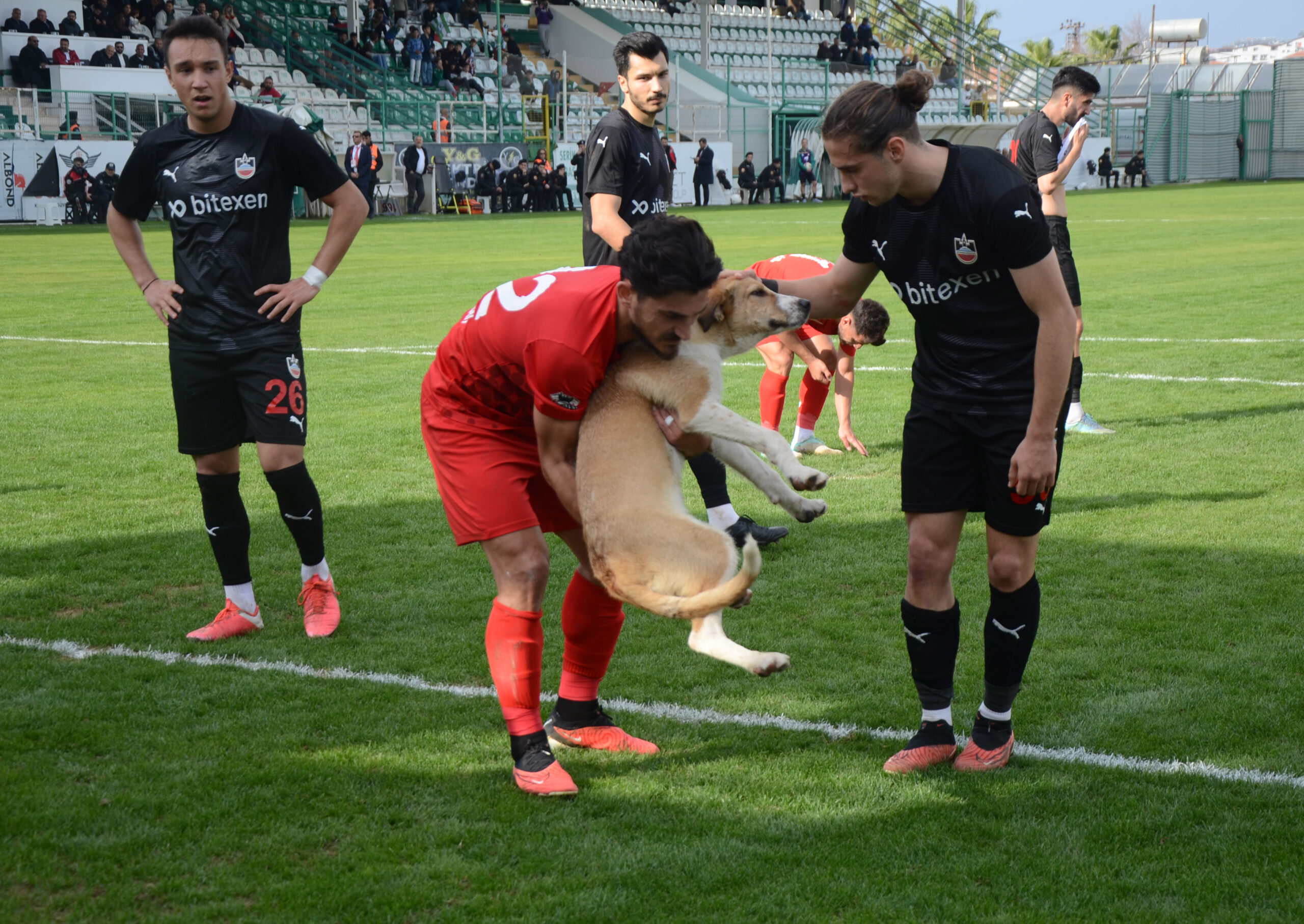 Futbolcular, sahaya giren köpeği uzaklaştırdı.